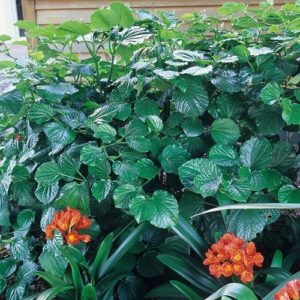 Macropiper melchoir, Three Kings Kawakawa - 2.5Ltr