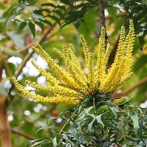 Mahonia Oiwakensis - 2.5Ltr - Image 2