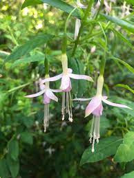 Fuchsia m. molinae, Maiden's Blush - Pb5 (50/120)
