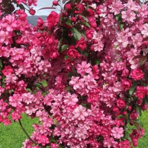 Malus Flamingo, Crabapple - Pb12/Pb18