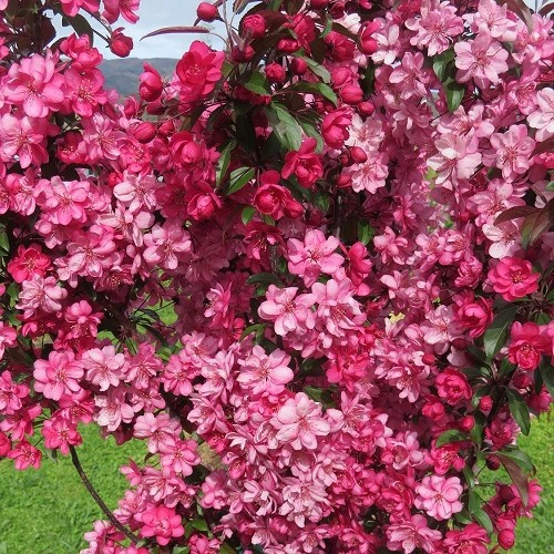 Malus Flamingo, Crabapple - Pb12/Pb18