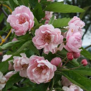 Malus ioensis Plena Standard, Bechtel Crabapple - Pb28