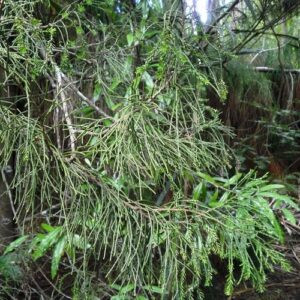Manoao colensoi, Silver Pine - Pb5