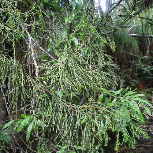 Manoao colensoi, Silver Pine - Pb5