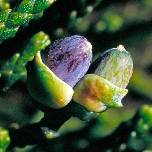 Manoao colensoi, Silver Pine - Pb5 - Image 2
