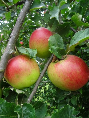 Martini.jpg Apple Martini - Pb12