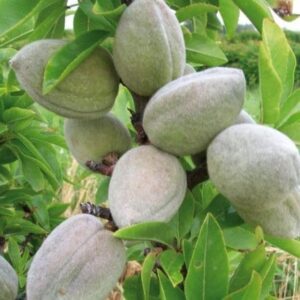 Almond McCartney