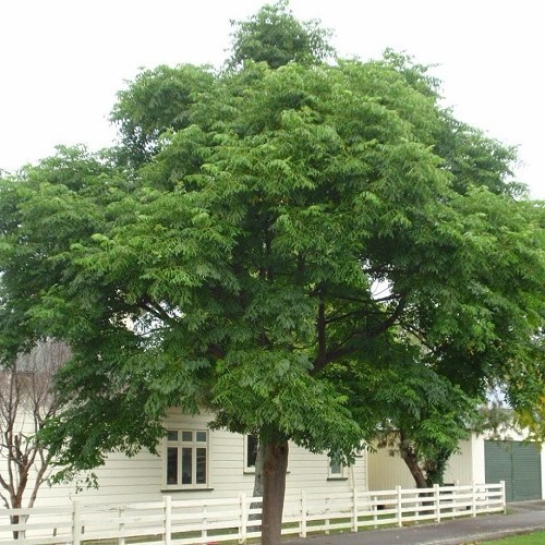 Melia azedarach, Indian Bead Tree - Pb12 - Image 2