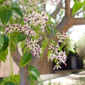 Melia azedarach, Indian Bead Tree - Pb12