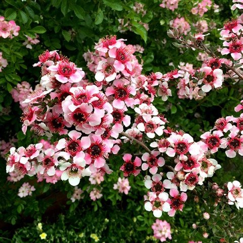 Leptospermum Mesmer Eyes, Manuka - topiary standard
