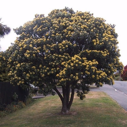 Metrosideros excelsa Aurea, Pohutukawa - Image 2