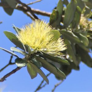 Metrosideros Moon Maiden, Golden Pohutukawa - Pb6.5