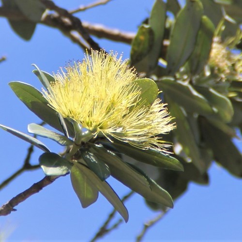 Metrosideros Moon Maiden, Golden Pohutukawa - Pb6.5