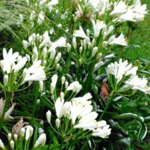 Agapanthus Mini Me