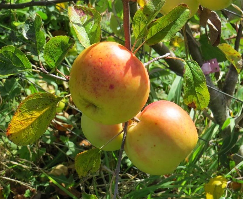 Apple Double Hetlina/Montys Surprise - Image 2