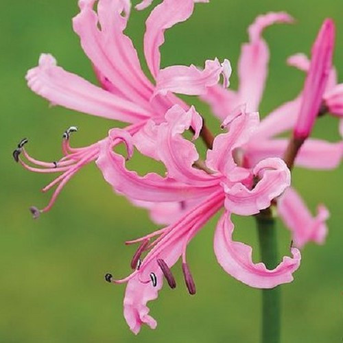 Nerine bowdenii, Bowden Cornish Lily - 1.3Ltr - Image 2