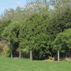 Olearia paniculata, Akiraho - Pot