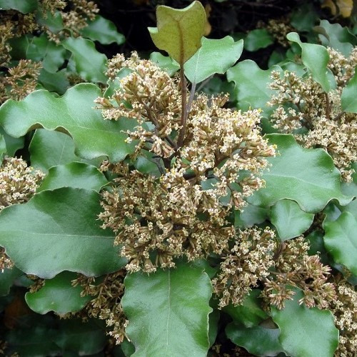 Olearia paniculata, Akiraho - Pot - Image 2