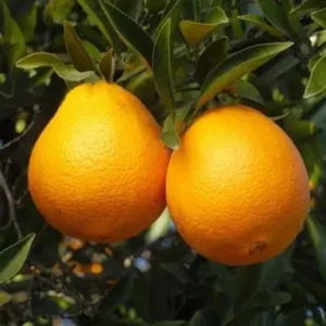 Orange Lue Gim Gong