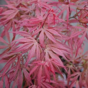Acer palmatum Oregon Sunset
