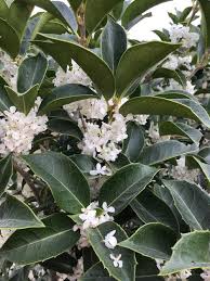 Osmanthus x fortunei - Pb28/40 (160/200)