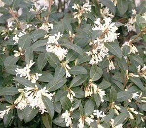 Osmanthus burkwoodii - Pb5 (50/90)