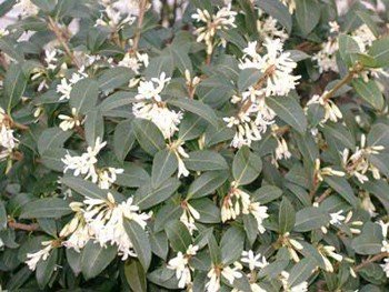 Osmanthus burkwoodii - Pb5 (50/90)