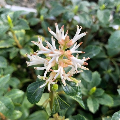 Pachysandra Green Sheen, Japanese Spurge - 1.5Ltr - Image 2