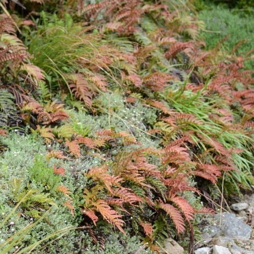 Parablechnum montanum, Mountain Kiokio - 1.5Ltr/2Ltr - Image 2