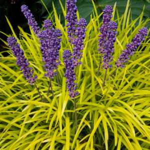 Liriope m. Peedee Gold Ingot