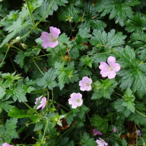 Geranium x Pearl Boland