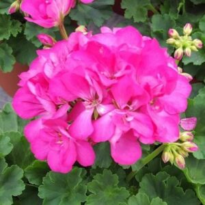 Pelargonium Big Eeze - 1.7Ltr