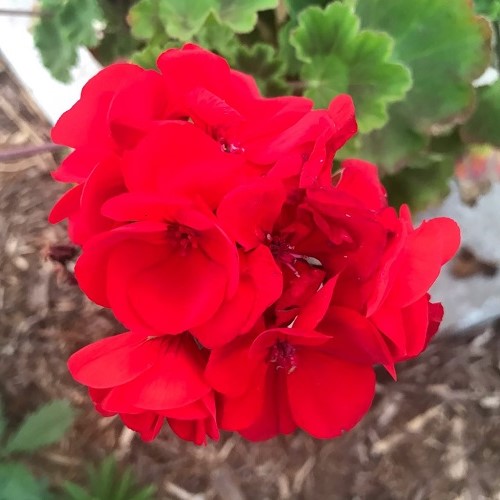 Pelargonium Big Eeze - 1.7Ltr - Image 2