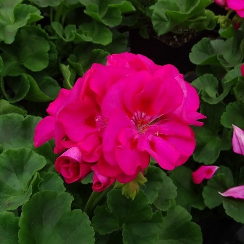 Pelargonium Big Eeze - 1.7Ltr - Image 3