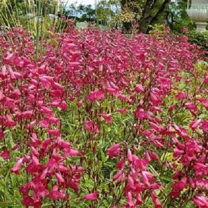 Penstemon Port Wine - 1.2Ltr