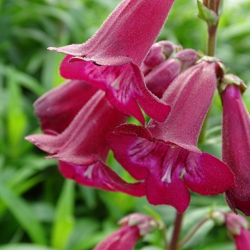 Penstemon Port Wine - 1.2Ltr - Image 2