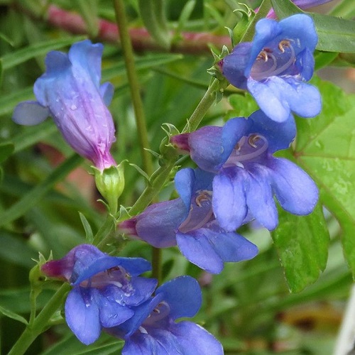 Penstemon Electric Blue - Pot - Image 2