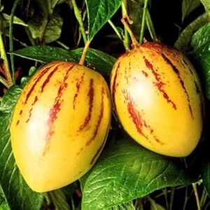 Pepino Blush Tm