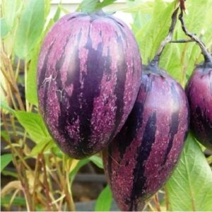 Pepino Ruby - 1.9Ltr