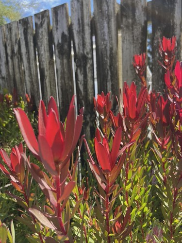 Leucadendron Perfection - 2.5Ltr