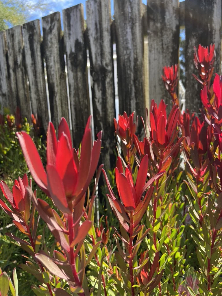 Leucadendron Perfection - 2.5Ltr - Image 2