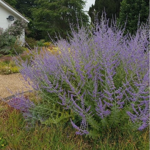 Perovskia Blue Spire, Russian Sage - Image 2