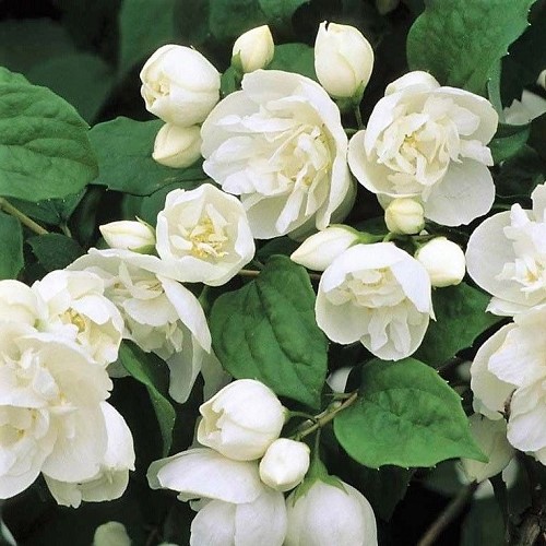 Philadelphus x Virginal, Mock Orange - 4.5Ltr - Image 2