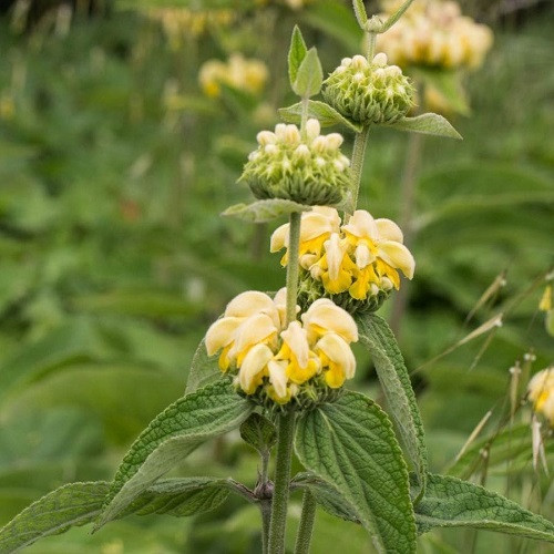 Phlomis russeliana, Turkish Sage - 1.3Ltr - Image 2