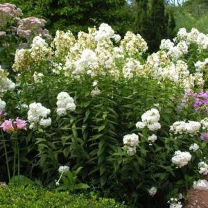 Phlox Miss Lingard - Pb5