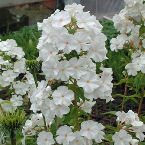 Phlox Miss Lingard - Pb5 - Image 2