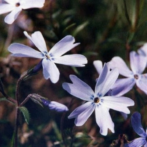 Phlox Oakington Blue Eyes - Pot - Image 2