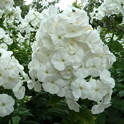 Phlox White Admiral - Pb3 - Image 2