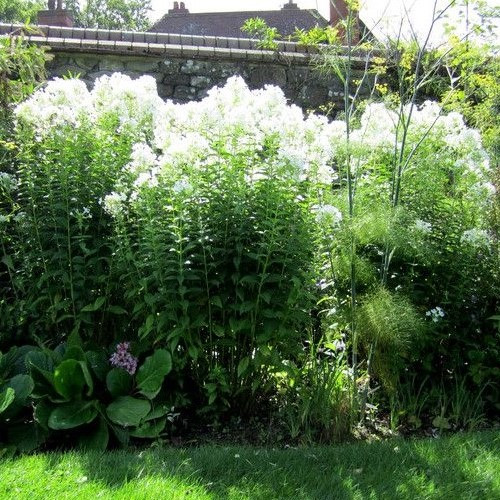 Phlox White Admiral - Pb3