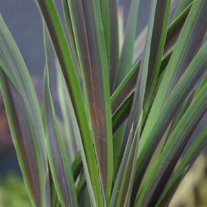 Phormium t. Chocomint - 2Ltr